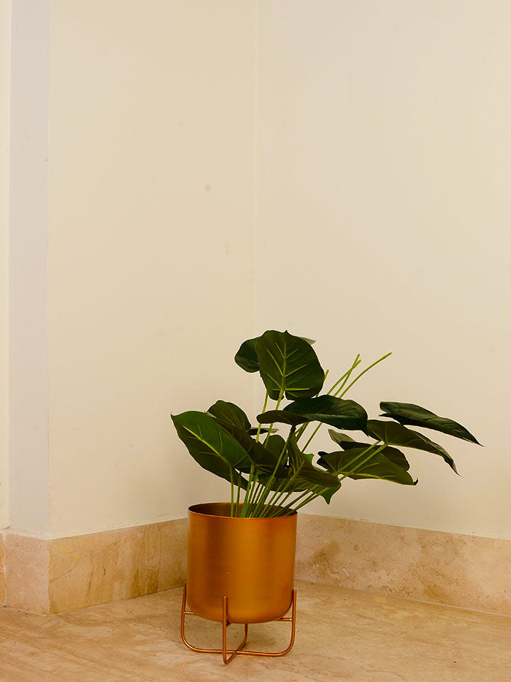 Ralph Planter