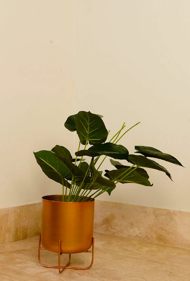 Ralph Planter